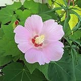 芙蓉(フヨウ)桃花の苗