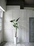 観葉植物 大型 フェイク 造花 ♪【グリーンパーク】FRP H50×エレファントイヤー＜タイプ：リバーロック/ホワイトベース＞♪ インテリアグリーン アーティフィシャル