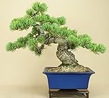 いよじ園 【】 五葉松 宮島（中品盆栽）（松柏盆栽）いよじ園【父の日ギフト】