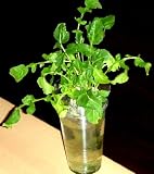 家庭用 ハーブの水耕栽培キット 窓際族(窓辺でルッコラ)