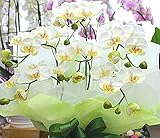 光触媒 胡蝶蘭鉢植え 【造花】 白ミディ3本立て 【1日から2日でお届け】 枯れない胡蝶蘭