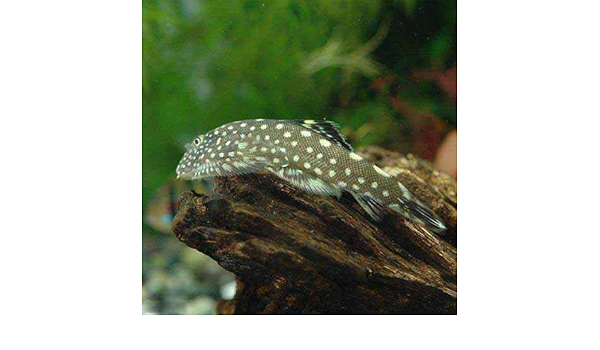 Amazon 熱帯魚 ボルネオ プレコ １匹 北海道 九州航空便要保温 Charm チャーム 観賞魚 水中生物 通販