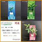 【風水で運気パワーアップ】　ご神木　梛(なぎ)の木、コーヒーの木、パキラ　３個セット　【土なし　清潔　水やり簡単　セラハイト】　　梛の木は、「NHK大河ドラマ　女城主　直虎」で「愛しいものの無事を祈る