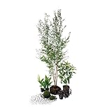 オンリーワン　エントランス向け植栽セット　和（なごみ）　ヒメシャラ　和の景色　UN6-SET11