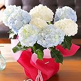 母の日 あじさい 青 白 2色植え 鉢花 フラワーギフト プレゼント 紫陽花 アジサイ