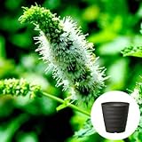 スペアミント 栽培 セット/ハーブ / 軽量 プラスチック 鉢 プランター/ダークブラウン