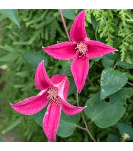 Amazon.co.jp: クレマチス H F ヤング 12cm苗 青紫 【ラヌギノーサ系