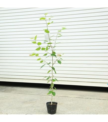 白樺苗木　76センチ　大小セット 51zKDjPB60L._AC_UF350,