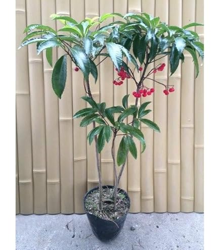 Amazon.co.jp: 万両苗 縁起の良い樹 大実万両宝舟万両苗木 : DIY・工具