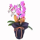 ミディ胡蝶蘭 1本立ち ピンク系 4号陶器鉢　風呂敷ラッピング　紫/金茶