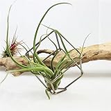 幾何学 フラワースタンド 、 結婚式 装飾 キューブ モデリング 幾何学 フラワーポット 空気 パイナップル 鉄の芸術 コンテナ 吊るす トーリー 掛けた 花屋 ホーム 装飾 フラワーバスケット 植物