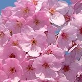 桜 苗木 陽光桜 12cmポット苗 ようこうざくら さくら 苗 サクラ