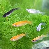 (めだか)お一人様3点限り メダカミックス/めだかミックス(12匹) 本州・四国限定[生体]