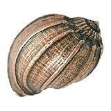 Emenee ee-or428-abr Conch Shellキャビネットノブ