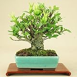 いよじ園 クチナシ -小葉性- 小品盆栽 （いよじ園）