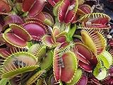 Dionaea muscipula G16 Slacks Giant - venus fly trap - 5 seeds