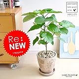 LAND PLANTS ウンベラータ 小葉タイプ 茶色エッグポット