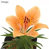 (山野草)礼文ヒメエゾスカシユリ(姫蝦夷透百合) 3号(1ポット) 本州・四国限定[生体]