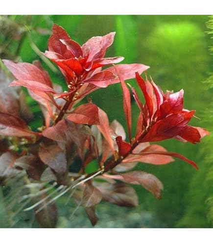 Amazon.co.jp: （水草）ルドウィジア レペンス ルビン（水中葉）（無