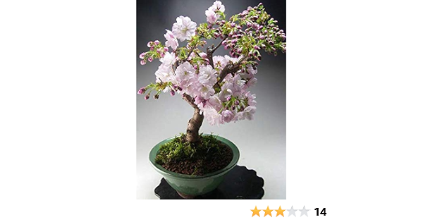 Amazon Co Jp 盆栽 桜 花芽付き 八重桜の鉢植え盆栽 22春開花予定 Diy 工具 ガーデン