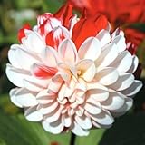 国華園　春植え球根 ダリア 初日の出　(極小輪) 2球【※発送が国華園からの場合のみ正規品です】