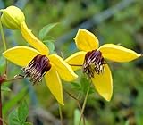 オリエンタリス系 クレマチス ゴールデン・ティアラ 4.5号サイズポット苗