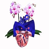 ミディ胡蝶蘭 2本立ち 4号陶器鉢 ブランド風呂敷ラッピング　気音間　綿小風呂敷　吉祥うさぎ