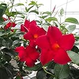 【耐暑性】　サンパラソル　クリムゾン　トレリス仕立て　5号鉢　【トレリス】【ラティス】