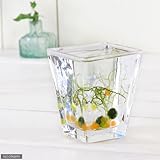 ガラスベース スクエアグラス M エアプランツ 多肉植物 ティランジア ガラス