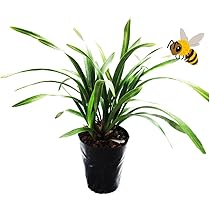 Amazon.co.jp: 【 花芽2個付き 】キンリョウヘン 苗 花（ 金稜辺