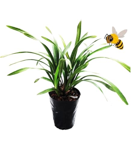 Amazon.co.jp: 蘭 キンリョウヘン（金稜辺）原種 赤花 花芽付き2芽