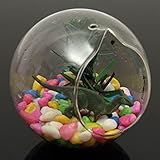 ball shape hanging glass vase succulent plants micro landscape
