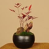 山野草:南天・福寿草寄せ