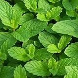 ハッカエキス 10mL