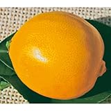 レモンの苗木　璃の香（りのか）