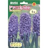 秋植え球根 ヒヤシンス ブルージャケット 青花 (230873)