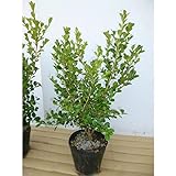 苗/苗木 【5本セット】 ボックスウッド 樹高0.3m前後 15cmポット 優良品 苗 苗木 生垣 植木 庭木 生け垣 kc 5本 5
