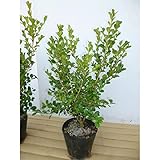 【10本セット】 ボックスウッド 樹高0.4m前後 13.5cmポット おすすめ！！ 優良品 苗木 植木 苗 庭木 生け垣