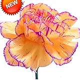 セール！200個イエロー＆パープルエッジカーネーションの種バルコニー鉢植えコートヤード植物ナデシコCaryophyllus花の種子を、＃のMFR1LE