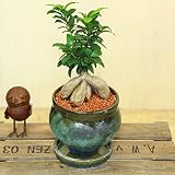 がじゅまる 観葉植物:ガジュマル*陶器鉢 パティーナジャーS 受け皿付