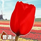 国華園 チューリップ 普通球 赤 100球【※発送が国華園からの場合のみ正規品です】