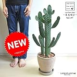 LAND PLANTS サボテン 墨烏帽子 茶色エッグポット
