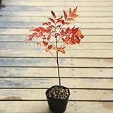 実も紅葉もすばらしい！庭木苗：ナナカマド（ななかまど）