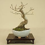 いよじ園 山モミジ（小品盆栽） 【雑木盆栽 紅葉】