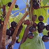 カシス：黒フサスグリ[ブラックカーラント] ボスコープジャイアント4号ポット[大実品種][果樹苗木] ノーブランド品