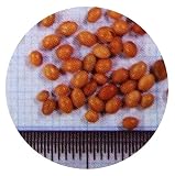 【種 10kg】 クリムソンクローバ くれない 緑肥 景観作物 遊休農地の有効活用に 赤クローバー 雪印種苗 米S代不