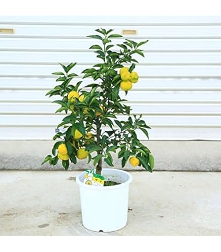 鈴なり実付き　花ゆず(一才柚子)　柑橘/果樹苗/ゆず/ユズ/苗木　21 鈴なり実付き 花ゆず(一才柚子) 柑橘/果樹苗/ゆず/ユズ/苗木 21 - メルカリ