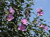 【1年間枯れ保証】【夏に花が咲く木】ムクゲ　1.2m15cmポット