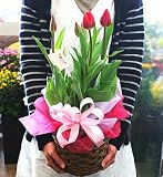 季節の鉢花　チューリップ5号鉢植え　「赤系」　春の鉢植え