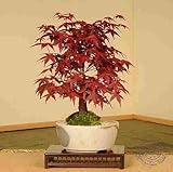 50個-8種類のレア日本のカエデの種子、盆栽の木の種子、DIYホームガーデン用のスーツ、5